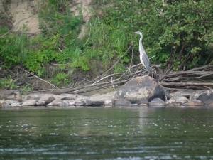 heron wading