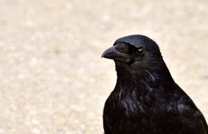 crow-2305522_640