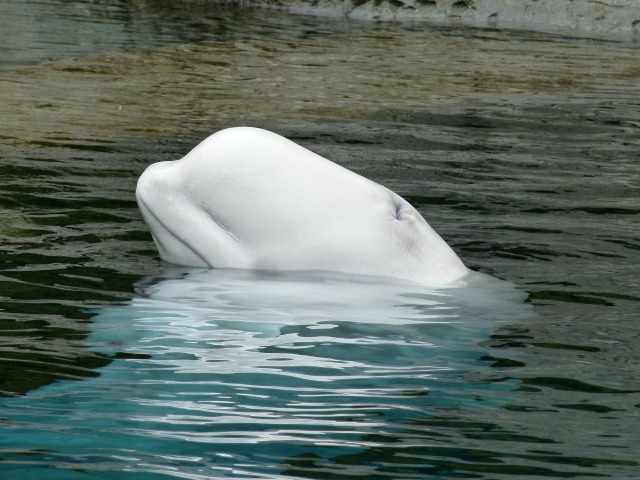 beluga-whale-170101_1920